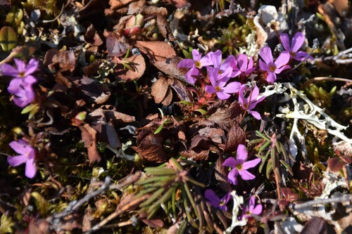 Mackenzie River Douglasia (Androsace americana)