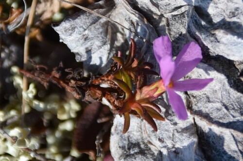 Image of Androsace americana by (c) Syd Cannings, some rights reserved (CC BY)