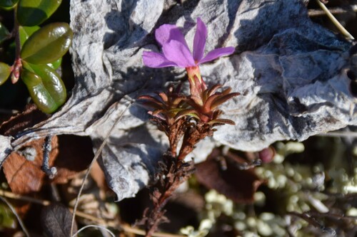 Image of Androsace americana by (c) Syd Cannings, some rights reserved (CC BY)