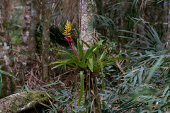 Vriesea gracilior