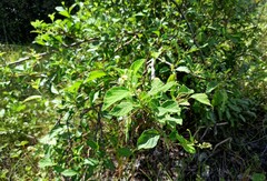 Varronia multispicata