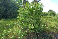 Varronia multispicata