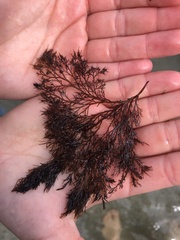 Odonthalia floccosa