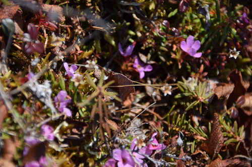 Image of Androsace americana by (c) Syd Cannings, some rights reserved (CC BY)