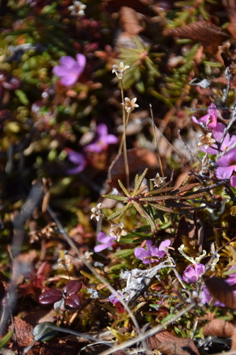 Image of Androsace americana by (c) Syd Cannings, some rights reserved (CC BY)