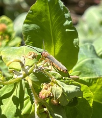 Oberea erythrocephala