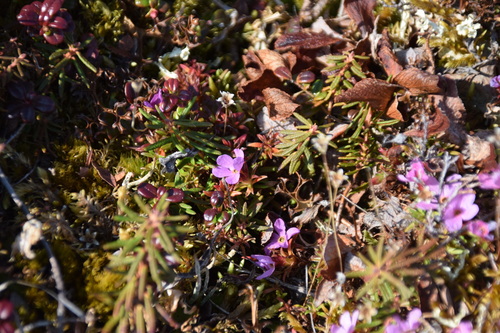 Image of Androsace americana by (c) Syd Cannings, some rights reserved (CC BY)