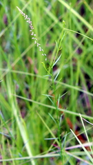 Polygala appendiculata