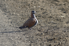 Phaps histrionica