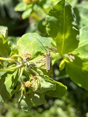 Oberea erythrocephala
