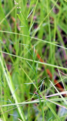 Polygala appendiculata