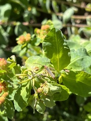 Oberea erythrocephala