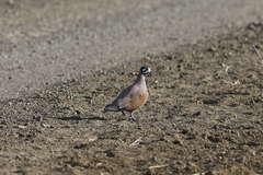 Phaps histrionica