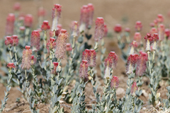 Pimelea decora