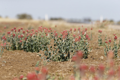 Pimelea decora