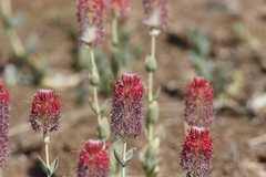 Pimelea decora