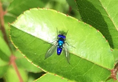 Condylostylus mundus