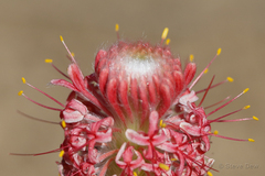 Pimelea decora