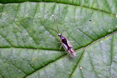Hyaliodes