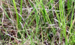Polygala appendiculata