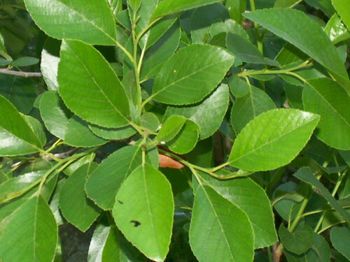 Seaside alder (Alnus maritima)