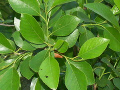 Alnus maritima oklahomensis