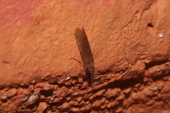 Odontoceridae