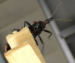 Triatoma sanguisuga