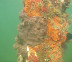 Eudistoma hepaticum