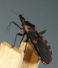 Triatoma sanguisuga