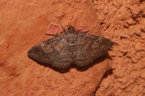 Toxonprucha stunia