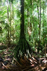 Iriartea deltoidea