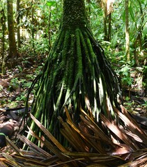 Iriartea deltoidea