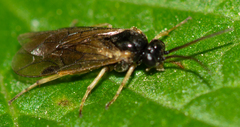 Euura ribesii