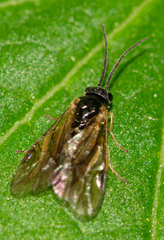 Euura ribesii