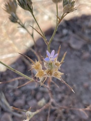 Eriastrum wilcoxii