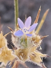 Eriastrum wilcoxii