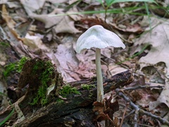 Mycena niveipes