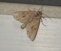 Apamea sublustris