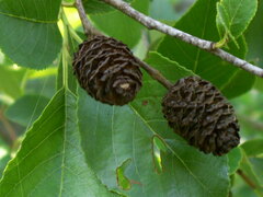 Alnus maritima oklahomensis