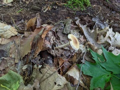 Agrocybe acericola