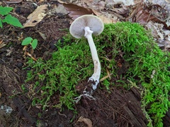 Agrocybe acericola