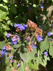 Eranthemum