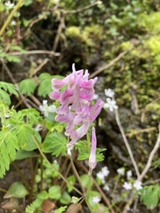 Corydalis scouleri
