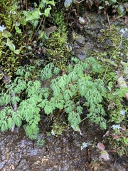 Corydalis scouleri