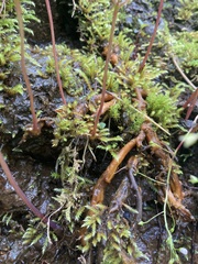 Corydalis scouleri