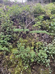 Corydalis scouleri