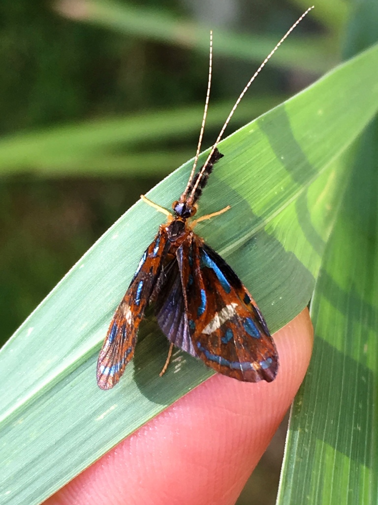 Leptoceroidea