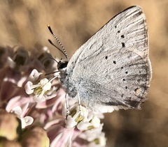 Satyrium sylvinus dryope