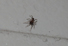 Phrurotimpus borealis